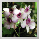 Suche nach orchidee poster Fotografie