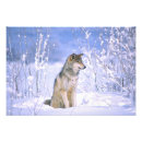 Recherche de loup neige posters Froid