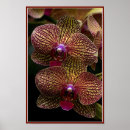 Suche nach exotische orchideen poster Für sie