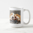 Recherche de chiot de beagle tasses Animaux domestiques