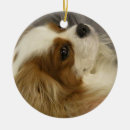 Suche nach cocker spaniel verzierung ornamente Welpe
