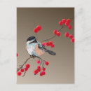 Recherche de brindilles cartes postales Branche