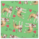 Suche nach amerikanischer pitbullterrier Apbt