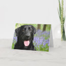 Suche nach verfolgen karten Hund
