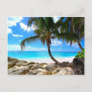 Recherche de les barbade cartes postales Palmier