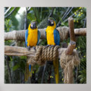 Suche nach gefieder poster Vogel
