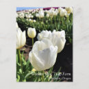 Suche nach weiße tulpen postkarten Quelle
