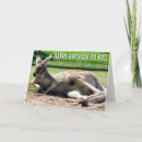 Recherche de kangourou anniversaire cartes Roche