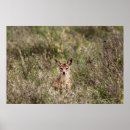 Suche nach ngorongoro krater poster Tansania