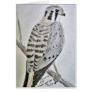 Recherche de crécerelle américaine cartes postales Faucon