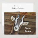 Recherche de animal domestique invitations Mignonne