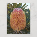 Suche nach australische blume postkarten Grün
