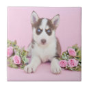 Suche nach rosa hintergrund fliesen Rose