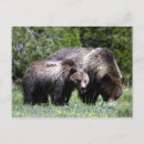 Recherche de ours maman cartes postales Nature