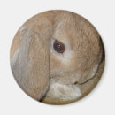 Suche nach klappe magnete Kaninchen