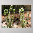 Recherche de fougères posters Bois