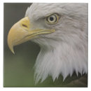 Suche nach erwachsenes fliesen Vogel