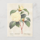 Recherche de camelias cartes postales Pour tous