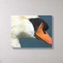 Suche nach wasservögel leinwandbilder Wild lebende tiere