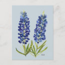 Suche nach bluebonnets postkarten Texas