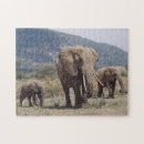 Recherche de éléphant africain puzzles Adam jones