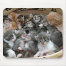 Recherche de minous tapis souris Chaton