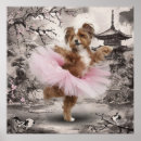 Recherche de tulear posters Coton de tulear