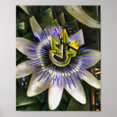 Suche nach passion poster Blume
