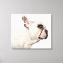 Suche nach bulldoggen leinwandbilder Hund