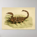 Suche nach naturgeschichte poster Vintage