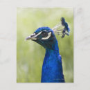 Recherche de couleur paon cartes postales Animal