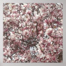 Suche nach magnolia poster Rosa