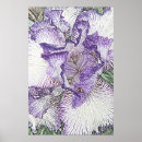 Recherche de iris pourpre et blanc Floral