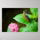 Suche nach blauer morpho schmetterling poster Blume