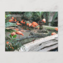 Suche nach karibischer flamingo poster Vogelvogel