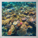 Suche nach coral reef poster Unterwasser