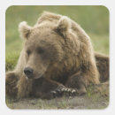 Suche nach grizzlybären aufkleber Natur