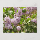 Recherche de seringue cartes postales Violet
