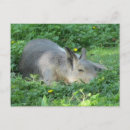 Suche nach capybara postkarten Wild