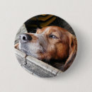 Recherche de animaux humoristiques badges Animal