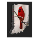 Suche nach staatsvogel poster Kardinal