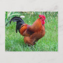 Recherche de coq rouge posters Animal de ferme