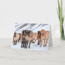 Suche nach isländische karten Pony