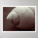 Recherche de créatures de vie marine posters Coquille