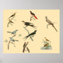 Recherche de birdie posters Illustrations