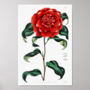 Suche nach vintager efeu poster Blume
