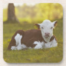 Recherche de veau dessous de verres Vache