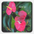 Recherche de anthurium autocollants Plante