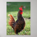 Recherche de poule de coq posters Pour elle