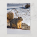 Suche nach eichhörnchen foto postkarten Schnee